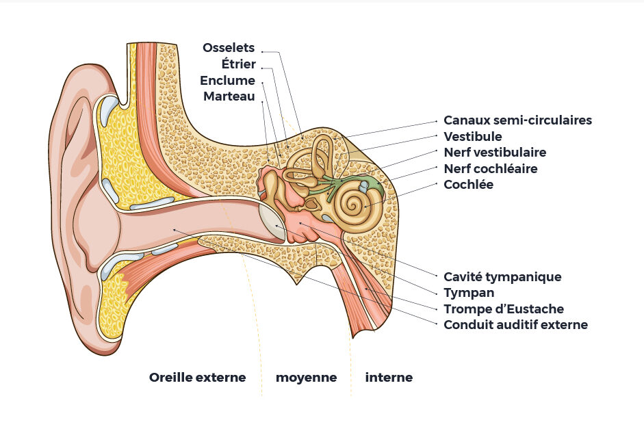 Schéma anatomique de l'oreille